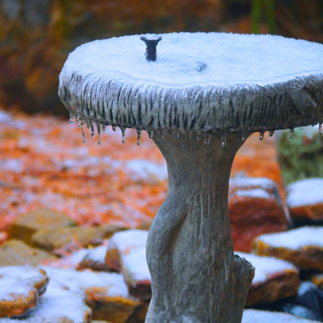 frozen bird bath